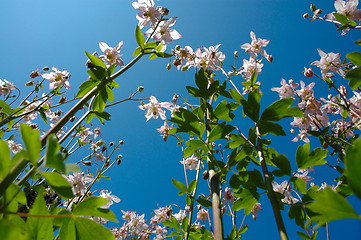 Image showing flowers and blue sky