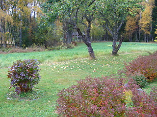 Image showing Autumn garden