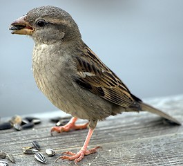 Image showing House Sparrow