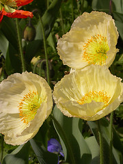 Image showing California Poppies