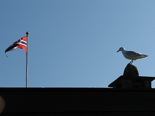 Image showing Seagull in summer