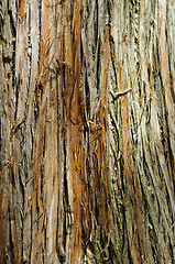 Image showing Tree bark texture