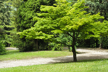 Image showing Japanese maple tree in a park