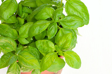 Image showing Fresh Basil