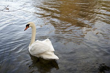 Image showing Mute Swan 