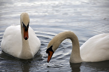 Image showing Mute Swan 