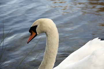 Image showing Mute Swan 