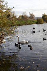 Image showing Swan lake