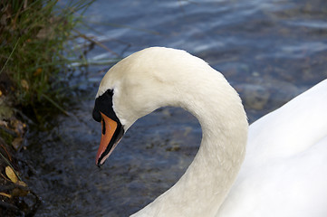 Image showing Mute Swan 