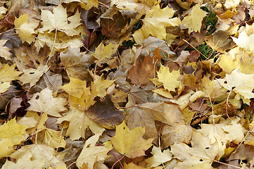 Image showing Autumn leaves