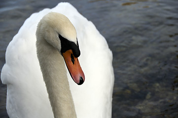 Image showing Mute Swan 