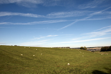 Image showing Sheep in a field