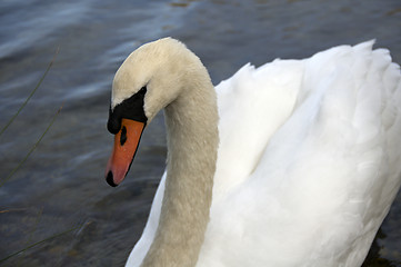 Image showing Mute Swan 