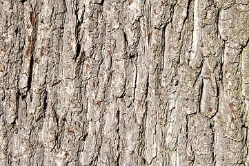 Image showing Tree bark