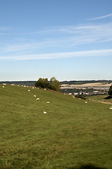 Image showing Sheep in a field