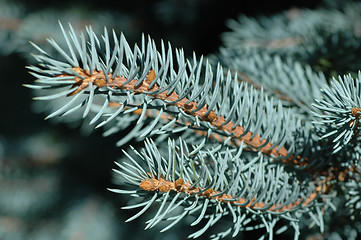 Image showing Blue Spruce Needles