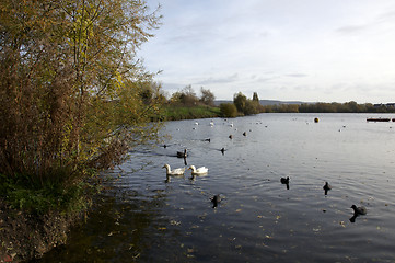 Image showing Swan lake