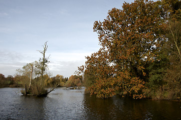 Image showing Autumn trees