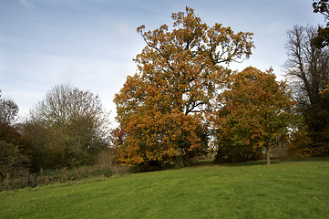 Image showing Autumn trees