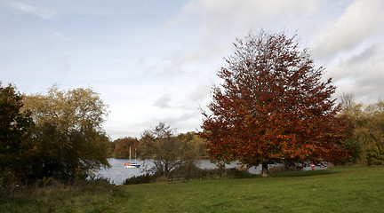 Image showing Autumn trees