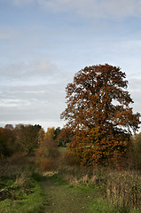 Image showing Autumn trees