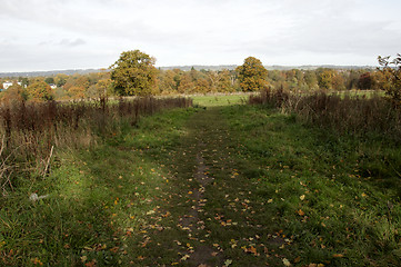 Image showing Autumn trees