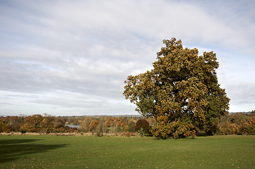 Image showing Autumn trees