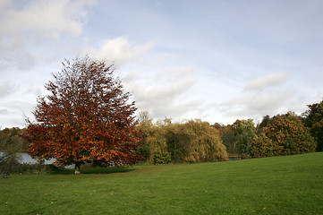 Image showing Autumn trees