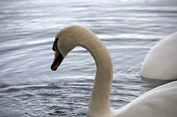 Image showing Mute Swan 