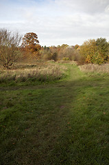 Image showing Autumn trees