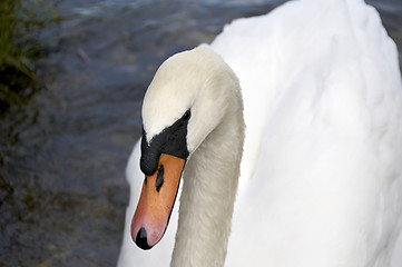 Image showing Mute Swan 