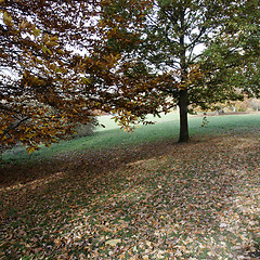 Image showing Autumn trees