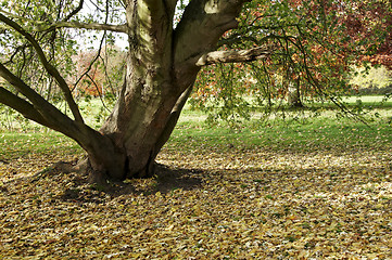 Image showing Autumn trees