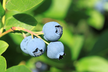 Image showing Blue huckleberry