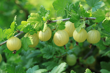 Image showing Gooseberry