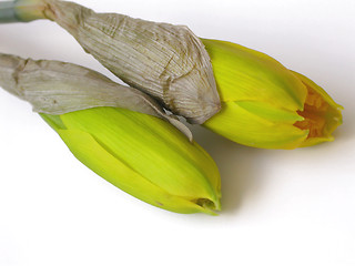 Image showing New Daffodils