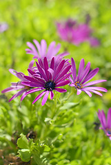 Image showing African Daisy Flower