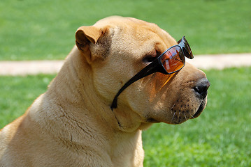 Image showing Adorable Shar Pei in sunglasses