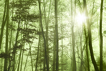 Image showing forest foggy