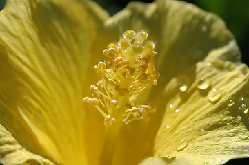 Image showing Yellow Hibiscus