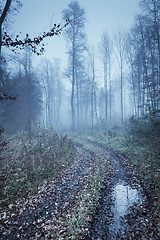 Image showing autumn forest