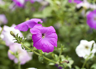 Image showing Beautiful petunia