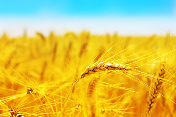 Image showing Golden wheat field