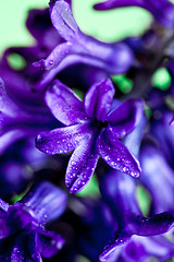 Image showing blue hyacinth