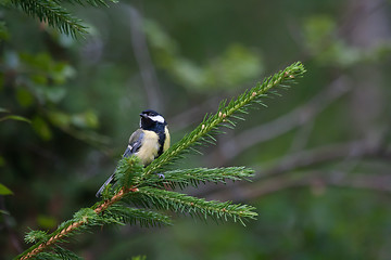 Image showing Great tit