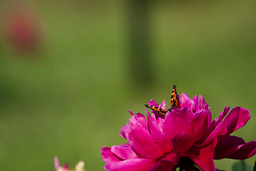 Image showing Peaony wiht butterfly