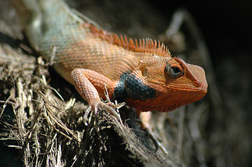 Image showing Cute Lizard