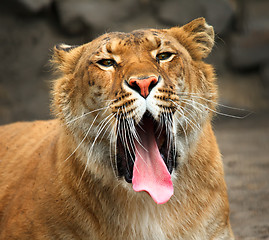 Image showing Yawning liger.