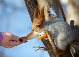 Image showing Squirrel.