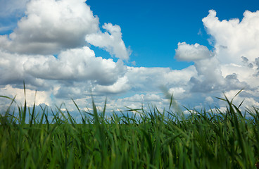 Image showing Fresh grass on meadow.